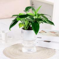 Flor hidropónica perezosa, absorción automática de agua, autorriego, planta de plástico ETA, decoración del jardín del hogar - details 2