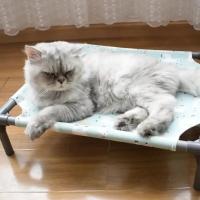 Hamaca desmontable para perro con alfombrilla lavable, cómoda cama elevada a prueba de humedad con fondo antideslizante, rectangular - details 4