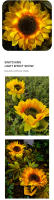 Lámpara Solar de jardín para exteriores, simulación de girasol, césped, paisaje nocturno, decoración del hogar, luz de flores - details 2