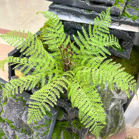 Helecho de Boston, flor artificial de 56 cm, planta de plástico verde, hojas hechas a mano, flor falsa, decoración del hogar de jardín, boda - details 4