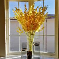 yellow orchid flowers