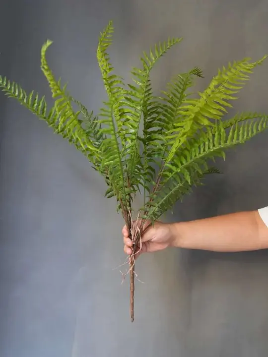 Plantas artificiales de material de PVC para el hogar, hojas de helecho persa verdes falsas, accesorios de decoración del hogar, 1 pieza - 1