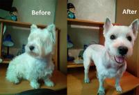 Cortadora de pelo profesional para perros y gatos, afeitadora recargable de Metal, máquina de corte para cachorros, corte de pelo de poco ruido - details 15