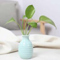 Jarrones hidropónicos nórdicos de cerámica Ins, macetas para botellas de plantas, adorno de mesa, jarrón colorido - details 3