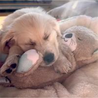 Animales de peluche suaves para mascotas, juguetes calmantes, animales vocales interactivos, música relajante, disipa la ansiedad - details 8