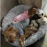 Sudadera con capucha para perros pequeños y grandes, abrigo de viento con cara de perro, chaqueta de Bulldog Francés, ropa cálida - details 1
