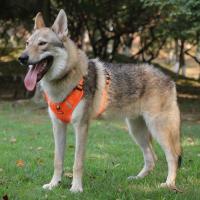 Halter Arnés para Mascotas a Prueba de Explosiones - Arnés Halter de Traqueón - details 3