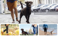 dog slip lead