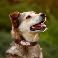 Collar cuero personalizado mascota collares suaves perro etiqueta de identificación grabada para perros grandes Pitubull Pastor - details 14