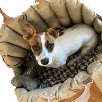 Bolso de mano portátil para mascotas, bolsa de asiento ultraligera para Chihuahua, perro pequeño y mediano, bolso de viaje imper - details 4