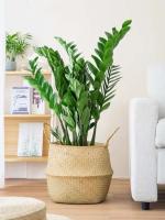 La decoración del hogar de 51 pulgadas incluye plantas, grandes ramas de plantas artificiales, láminas de plástico falsas y árboles de banyan verdes en los dormitorios. - details 13