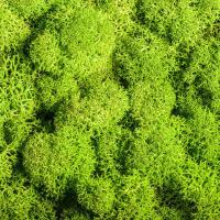 Musgo eterno, manualidades DIY, hierba, 20/40/100g, plantas verdes artificiales, decoración del hogar, habitación, jardín, mini país, hierba falsa - details 3
