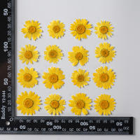 Juego de 12 Uds. De flores secas naturales de 2,5-4cm para rellenos de funda de teléfono DIY, flor de crisantemo de cristal prensado, decoraciones artísticas para uñas - details 10