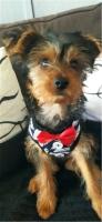 Collares para perros con lazo elegante, corbata, cuerda de tracción, arnés navideño para mascotas para perros pequeños y medianos, correa para el pecho para gatos, accesorios para perros, regalos - details 20