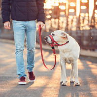 Bozales antiladridos para perros, herramienta de entrenamiento transpirable, juego de bozales de nailon con tiras reflectantes, correas para mascotas de verano - details 1