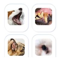 Toallas de Limpieza para Mascotas 38pcs Bolsa Cepillo de Dientes, Limpiador de Lágrimas, Herramienta de Aseo para Perros y Gatos - details 1