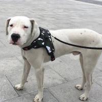 Arnés suave perro, correa ustable el pecho la mano, Collar de chaleco grande para perros pequeños, medianos y grandes - details 9