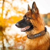Collares personalizados cuero, Collar Perro, etiquetas identificación de nombre para perros pequeños medianos grandes Pitbull - details 16