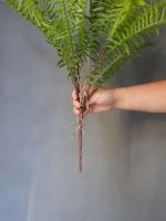 Plantas artificiales de material de PVC para el hogar, hojas de helecho persa verdes falsas, accesorios de decoración del hogar, 1 pieza - details 6