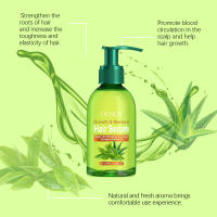 El árbol del té mejora las puntas abiertas, la sequedad y nutre el cabello, aceite esencial para el cuidado del cabello sin lavado - details 7