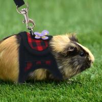 Corset de Denim Transpirable para Mascotas Pequeñas Correa de Tracción al Aire Libre para Chinchilla, Conejo Holgado, Pequeño Pato Collares de Mascotas - details 2