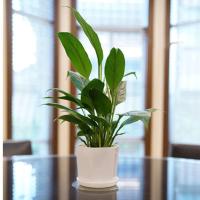 Hogar, jardín y oficina sencillos poligonales blancos, flores minimalistas para bonsái, plantas de cerámica jugosas ETA - details 3