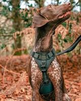arnes antiescape perro
