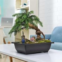 ETA de plástico de entrenamiento rectangular con bandeja de drenaje, cultivo de plantas bonsái jugosas ETA, decoración del hogar - details 1