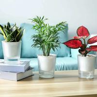 Riego automático transparente con absorción de agua automática ETA, adecuado para plantas de salón y productos florales - details 5