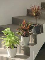 Plástico interior y exterior de gran diámetro ETA, plantas jugosas, plantas verdes - details 3