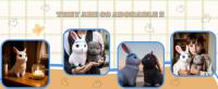 bunny plush