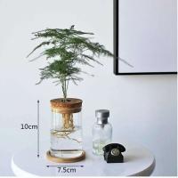 ETA hidropónica transparente para el hogar, minibotella creativa, jarrón de vidrio sin tierra, plantas verdes - details 1
