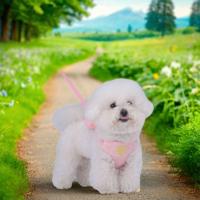 Correa ajustable para mochila para perros y gatos, correa para el pecho cómoda y transpirable, bonita con mochila, camiseta interior para perros, correa para el pecho - details 9