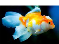 Luz LED de ciclo 24/7 para pecera, iluminación con Monitor LCD y termómetro, función de memoria, IP68, 110V-240V, 30-60cm - details 9