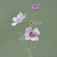 Rama de flor de Cosmos Artificial de lujo, simulación realista de plástico, crisantemo, flor falsa elegante hecha a mano - details 18