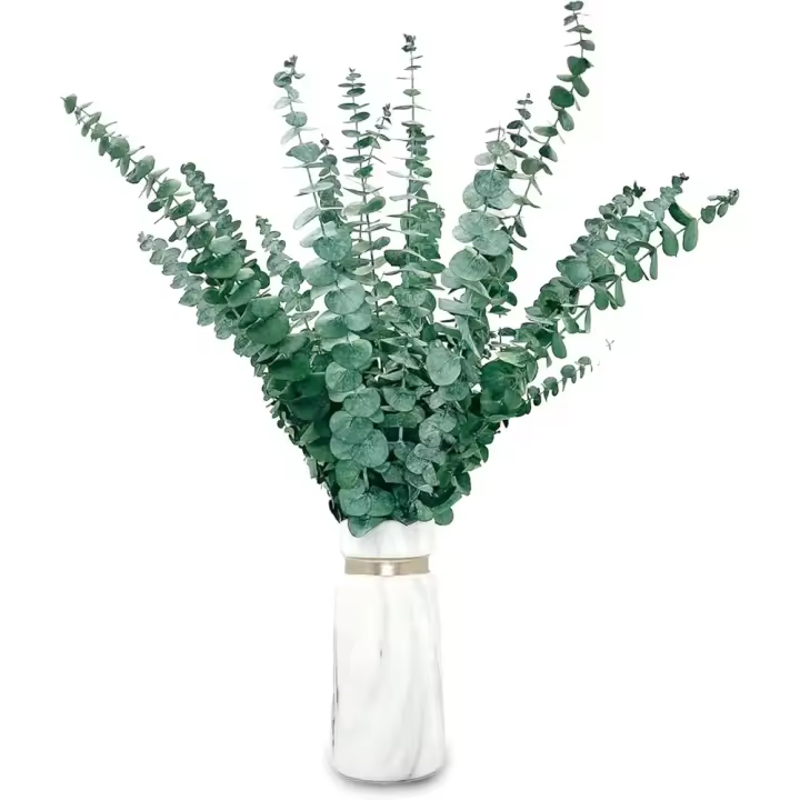 Flores Secas Naturales de Eucalipto 20 piezas, 43cm, Ramas de Hojas de Eucalipto Verde Fresco para Decoración de Casas, Fiestas, Bodas - 1