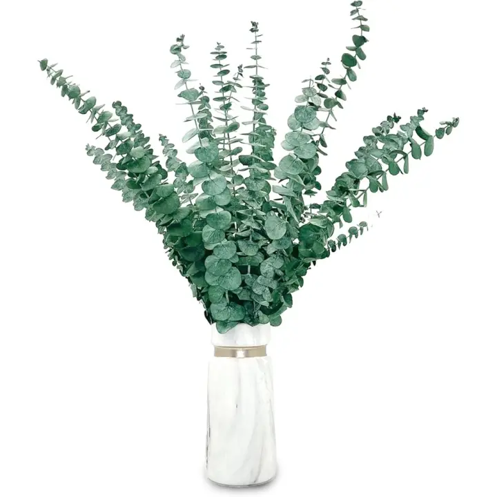 Flores Secas Naturales de Eucalipto 20 piezas, 43cm, Ramas de Hojas de Eucalipto Verde Fresco para Decoración de Casas, Fiestas, Bodas - 1