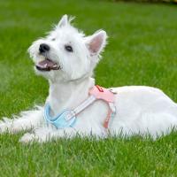 Cinturón de tracción para mascotas, chaleco con arnés para el pecho transpirable, correa reflectante ajustable para mascotas, correa antiescape para gatos, suministros para mascotas - details 3