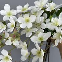 Jasmine artificiales verticales de 80cm, elegante y hermosa flor de jazmín de simulación, flor falsa de seda impresa en 3D de tacto Real - details 4