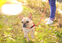 HOOPET-Cadena de cuerda de tracción para perro, Collar de perro grande, Correa cómoda de Material de nailon, 5 colores, productos para mascotas - details 0