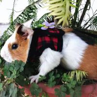 Corset de Denim Transpirable para Mascotas Pequeñas Correa de Tracción al Aire Libre para Chinchilla, Conejo Holgado, Pequeño Pato Collares de Mascotas - details 4