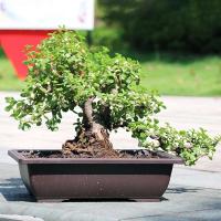 ETA de plástico de entrenamiento rectangular con bandeja de drenaje, cultivo de plantas bonsái jugosas ETA, decoración del hogar - details 0