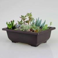 Contenedor ETA, soporte para salón, guardería, plato rectangular de plástico reutilizable, balcón antiguo, bonsái, jardín - details 3
