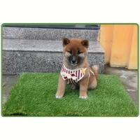 Reutilizable Alfombra De Entrenamiento Para Mascotas Con Desodorante Alfombra Artificial Lavable Para Cama De Perro Matriz De Urina De Perro - details 1