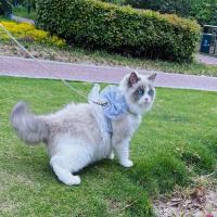 Accesorios para mascotas, arnés para gato de Estilo Princesa, correa transpirable ajustable, correa para el pecho para mascotas, nailon con lazo, chaleco para gato, sesión de fotos - details 10