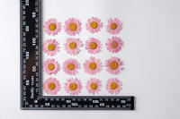 Juego de 12 Uds. De flores secas naturales de 2,5-4cm para rellenos de funda de teléfono DIY, flor de crisantemo de cristal prensado, decoraciones artísticas para uñas - details 16