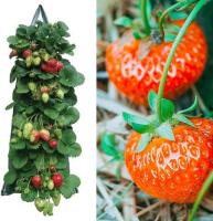Macetero colgante de fresa, bolsas para macetero de tomate de jardín al revés, bolsas colgantes para cultivo de plantas de fresa, mango colgante resistente, tela de aireación engrosada para tomates, pimientos picantes y verduras - details 6