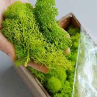 Plantas verdes artificiales, hierba de musgo, mini campo, manualidades DIY, hierba inmortal falsa para decoración de jardín, hogar y hotel, - details 2