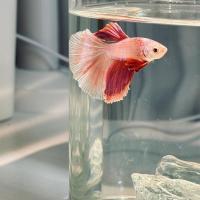Pecera de paisaje acrílico de alta transparencia con luz LED, inastillable, para peces dorados, con tapa, para la sala de estar del hogar. - details 4