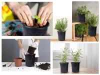 Macetas negras de plástico para guardería con orificios de drenaje, bandejas para té utilizadas para plantas, flores y verduras de jardinería - details 2